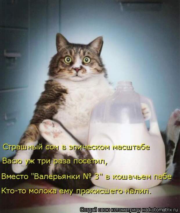 Лучшие котоматрицы недели (50 фото)
