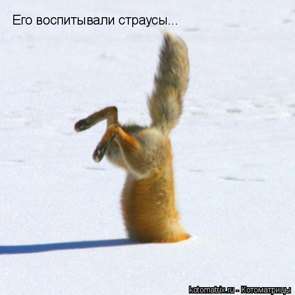 Котоматрица: Его воспитывали страусы...