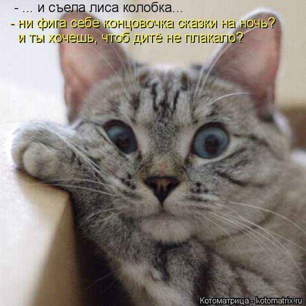Лучшие котоматрицы недели