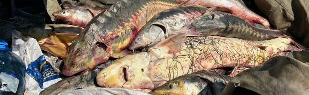 В Мангистау изъяли 195 килограммов браконьерского осетра