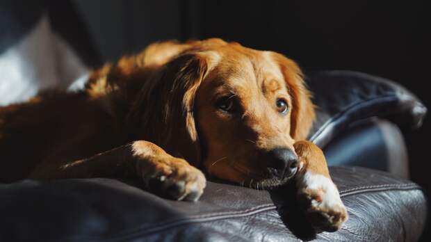 «Тяжёлая деменция»: кинолог объяснил, как действовать, если собака перестала вас узнавать