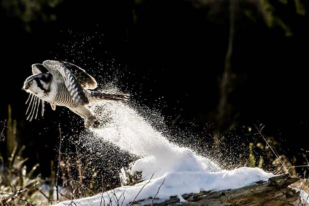 Великолепные совы глазами фотографов со всего мира природа, совы, фото
