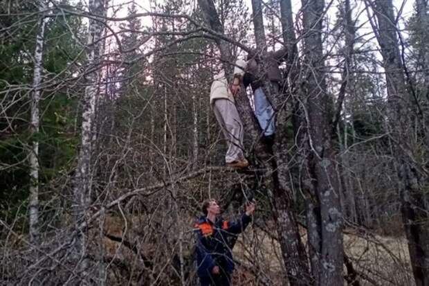 В Карелии молодая пара часами пряталась на дереве от медведя