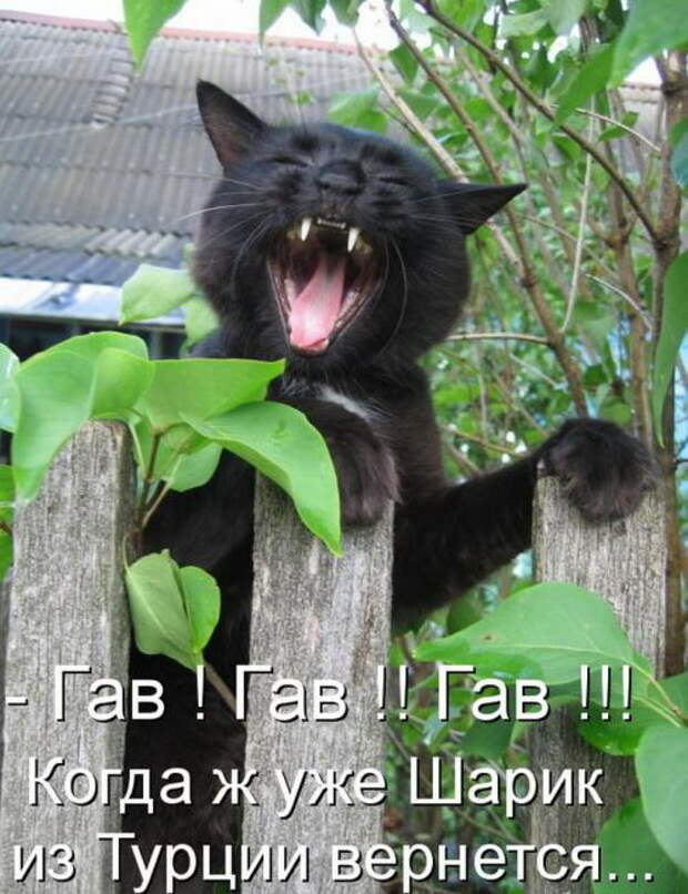 Котоматрицы (50 штук) Котоматрицы (50 штук)