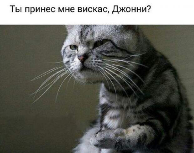 Кис-кис-кис Кис-кис-кис животные, коты, юмор