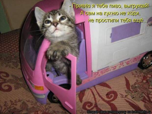 Котоматрицы(картинки с надписями)