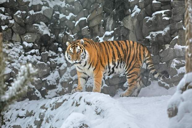 В Ленинградском зоопарке пожилого тигра Амадея спрятали от посетителей