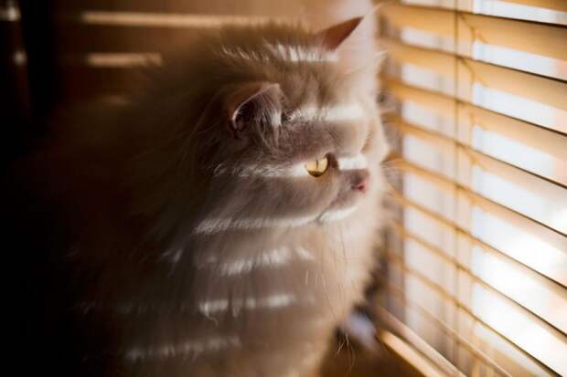 7240060-R3L8T8D-650-cat-waiting-window-12