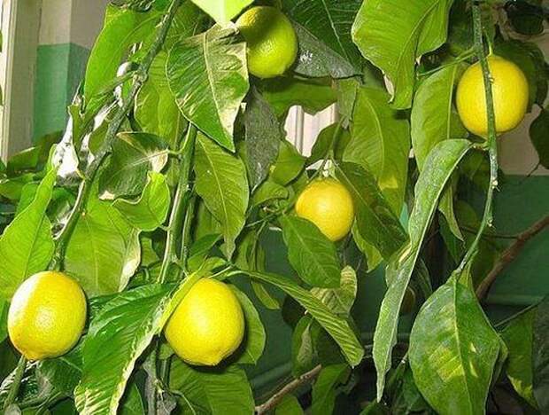 Сухость и жара могут погубить лимон