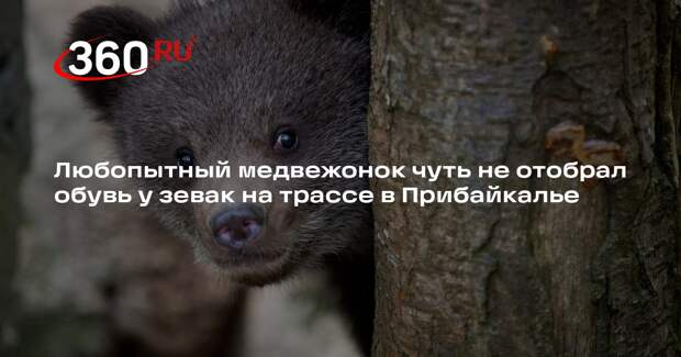 «112»: медвежонок вышел к людям на трассе в Слюдянском районе Иркутской области