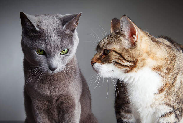 Кошки – друзья, помощники и спутники