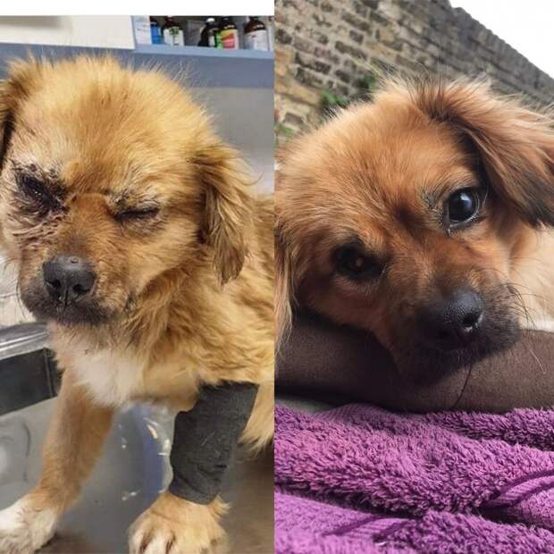 20 удивительных преображений животных, которые с улиц попали в заботливые руки 20 удивительных преображений животных, которые с улиц попали в заботливые руки до и после, истории спасения, история спасения, кошка, собака