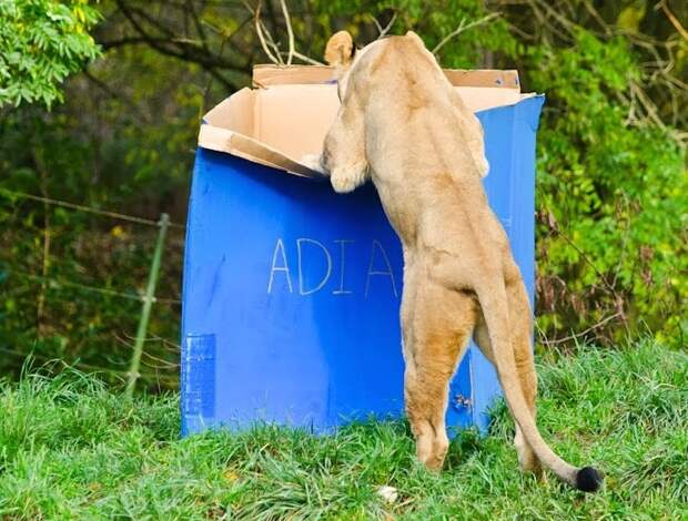 большие кошки коробки, кошки залазят в коробки, тигры в коробке, львы картон