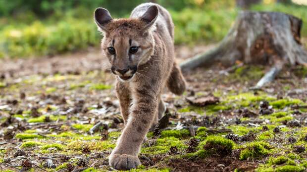 mountain lion cub