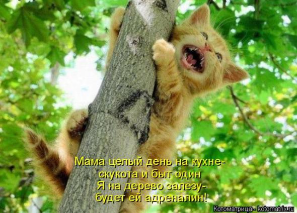 Котоматрицы (картинки с надписями)