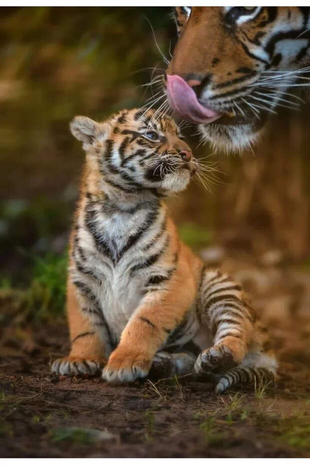 Маленькие большие кошки Большие кошки, Милота, Детеныш, Хищник, Животные, Дикие животные, Лев, Леопард, Гепард, Тигр, Пантера, Пума, Снежный барс, Ягуар, Манул, Каракал, Рысь, Фотография, Длиннопост