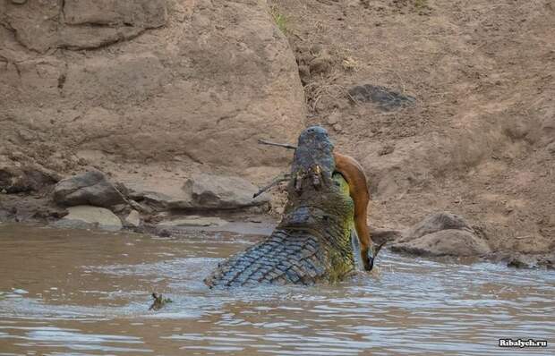 крокодил и газель