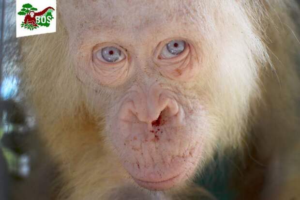 В Индонезии спасли орангутана-альбиноса