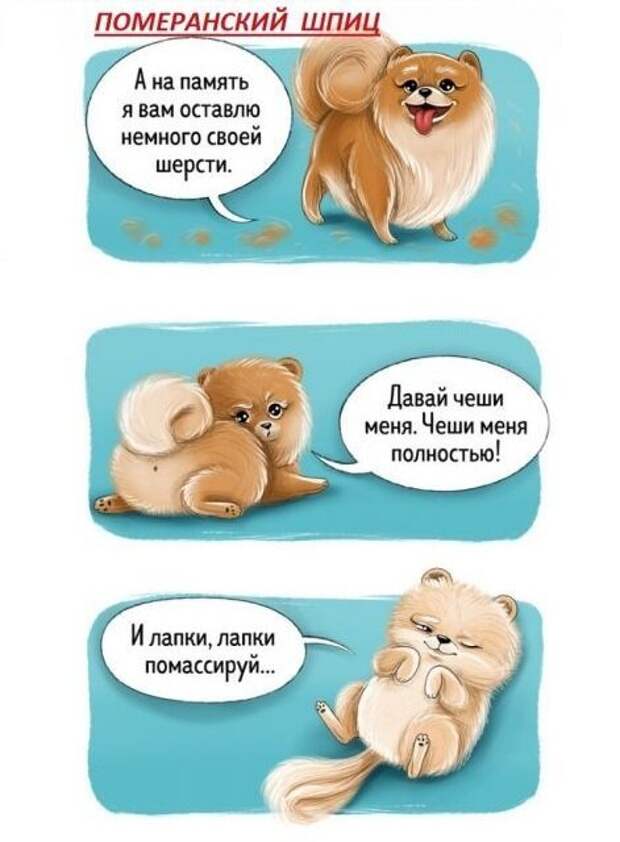 Весёлый гид по породам собак Породы собак, особенности пород, собаки, юмор