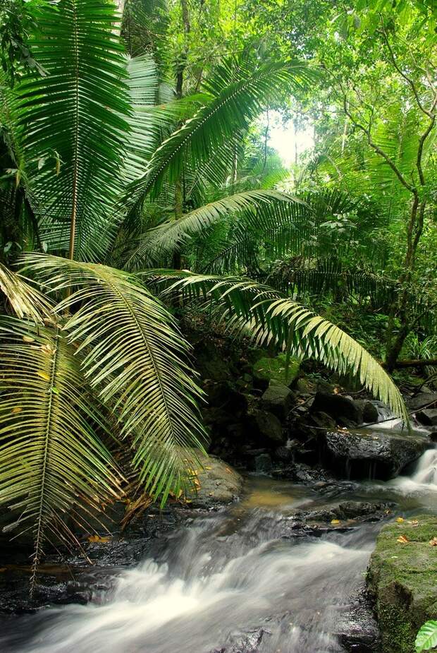 Amazonas35 Большое фотопутешествие по лесам Амазонки