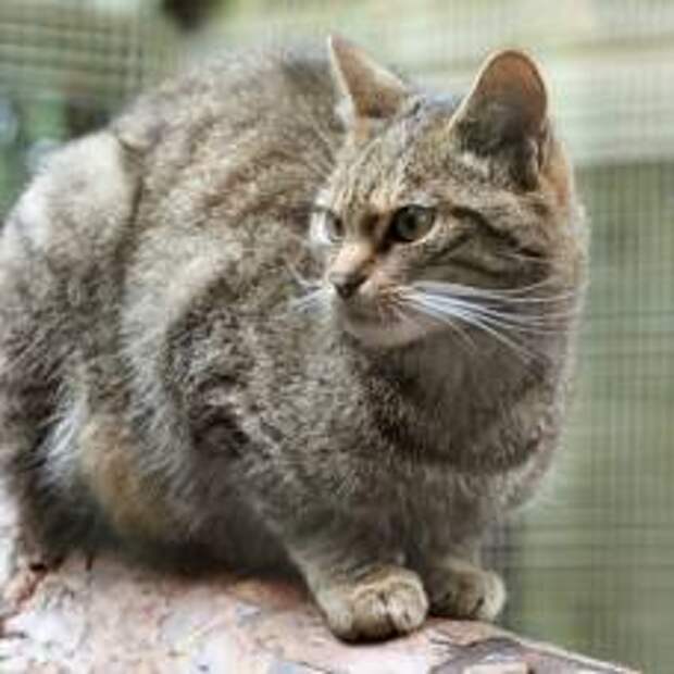 Лесной кот (felis silvestris)