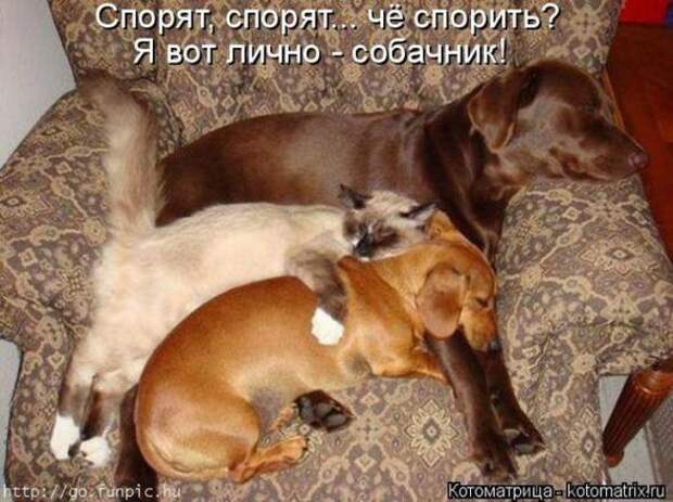 Котоматрицы(картинки с надписями)