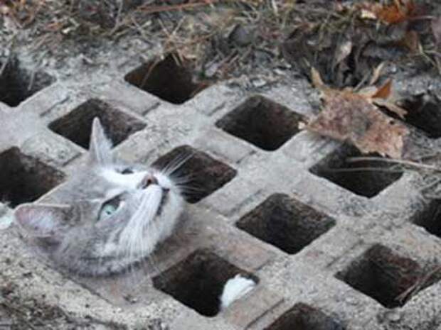 Хозяин, выпусти! коты, фото