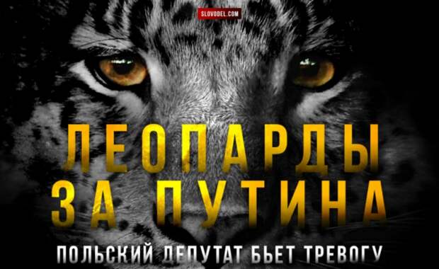 Даже леопарды за Путина! Польский депутат бьет тревогу Даже леопарды за Путина! Польский депутат бьет тревогу