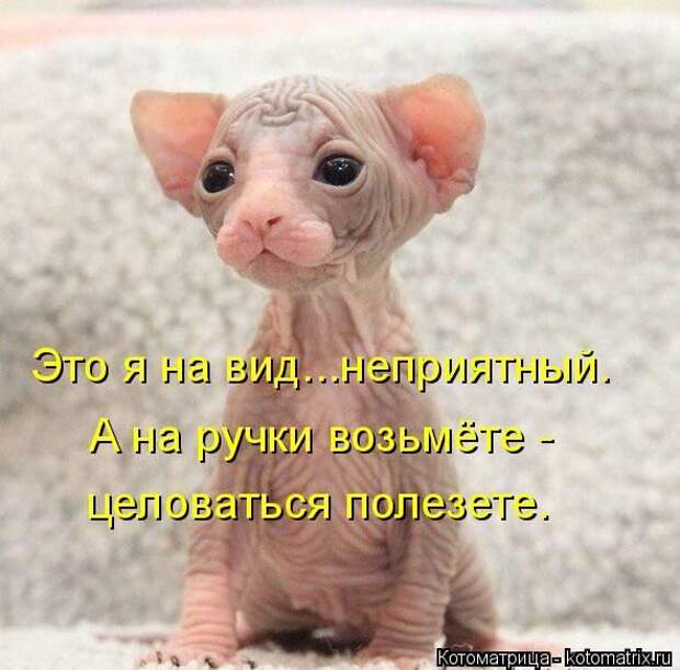 Лучшие котоматрицы недели