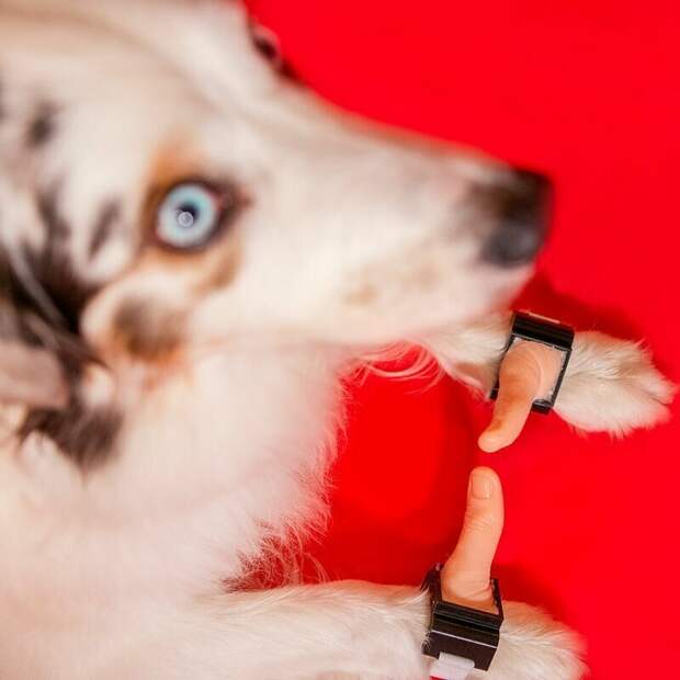 Большие пальцы для щенков PuppyThumbs™️ идеи, изобретение, мэтт бенедетто, ненужные вещи, ненужные новшества, приколы, талант, юмор