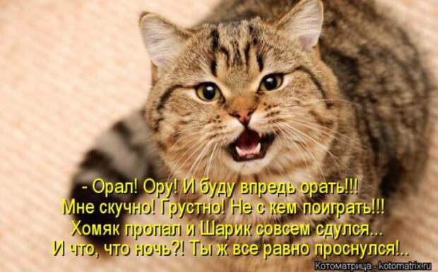 Котоматрицы(картинки с надписями)