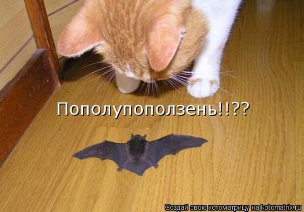 Котоматрицы(картинки с надписями)
