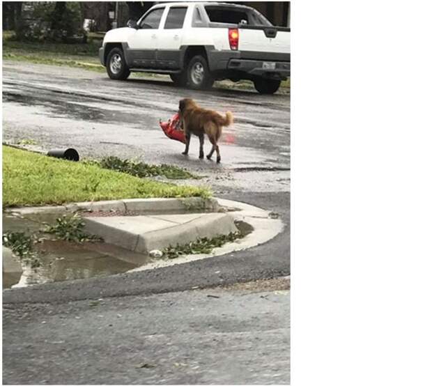 В Техасе пес стал местным героем, основательно "подготовившись" к урагану герой, пес, техас, ураган