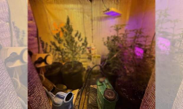 Полицейские изъяли у жителя Няндомы почти 600 граммов высушенных наркосодержащих растений