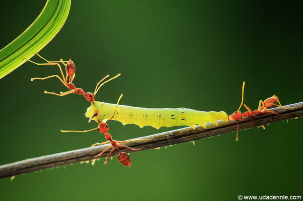 Фотография Hard Work автор Uda Dennie на 500px