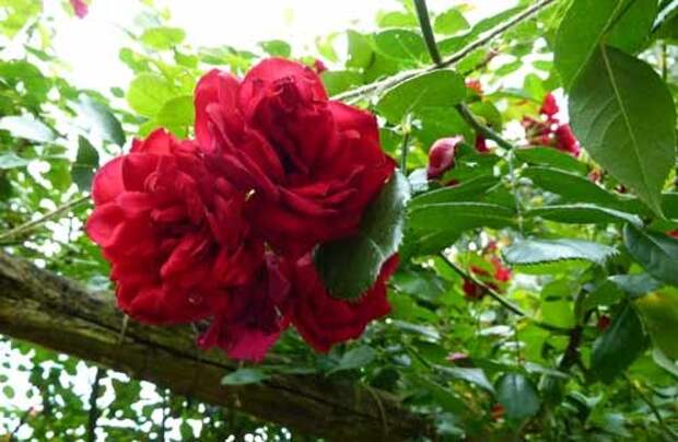 Клайминг роза
