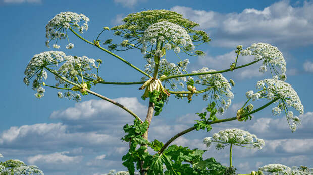 Россельхознадзор сообщил о продаже семян борщевика на маркетплейсах