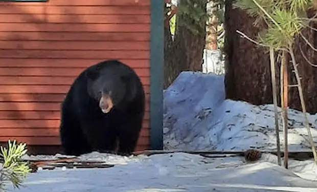 Всю зиму женщине мерещился храп из подвала, а весной оказалось, что внизу устроили берлогу 5 медведей