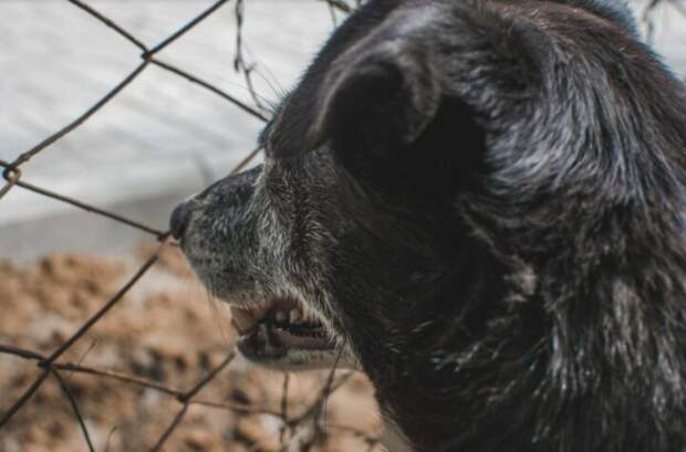 В Астрахани обнаружили труп безработного гражданина, искусанный бродячими собаками
