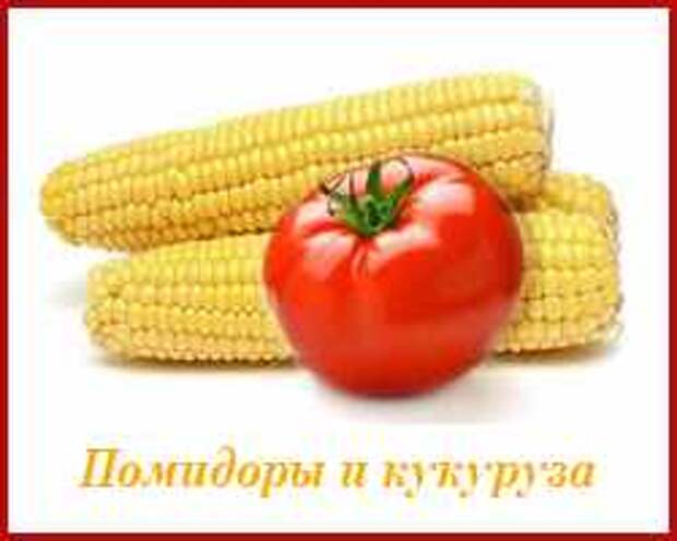 не сажайте кукурузу рядом с помидорами