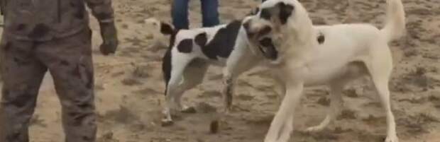 В полиции Мангистау прокомментировали видео с собачьми боями