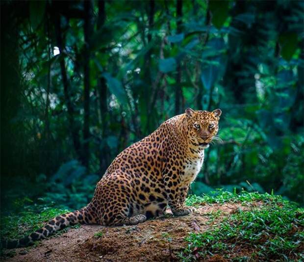 Леопард, период беременности – от 90 до 105 дней.