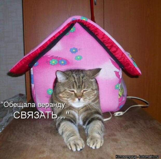 Котоматрицы(картинки с надписями)