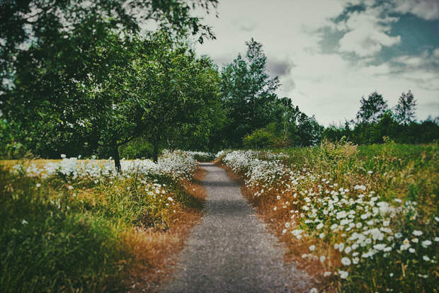 flowery path by moonsun  on 500px.com