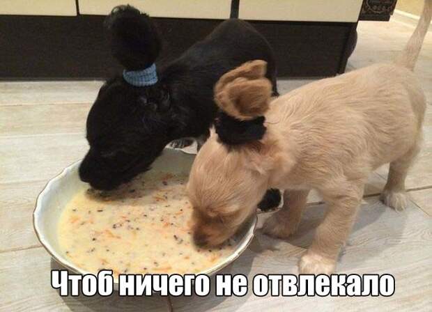Прикольные картинки. Дневной выпуск  история, прикол, юмор