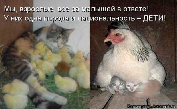 Новая котоматрица на Бугаге (31 фото)
