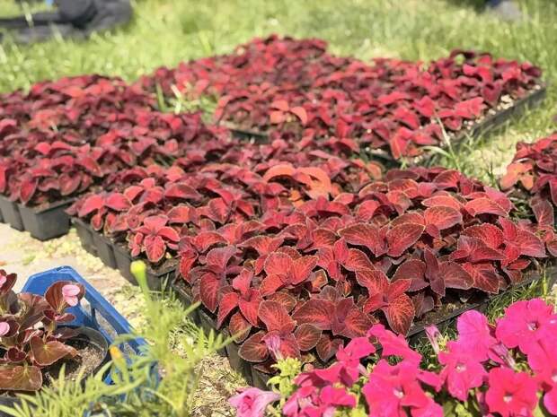 Полторы тысячи цветов украсили Астрахани за один день