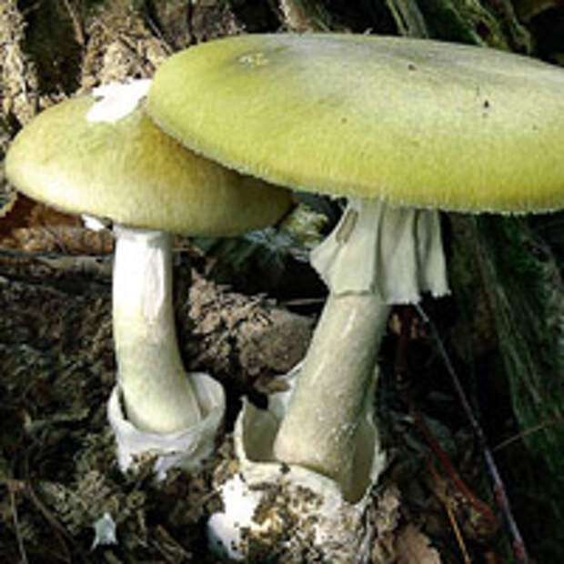 Ядовитые грибы, как определить ядовитый гриб, как отличить ядовитый гриб, отличия ядовитых и съедобных грибов, как определить съедобный гриб, ядовитые грибы в лесу, ядовитые грибы России, как отличить съедобный гриб, определитель грибов картинки, определитель грибов фото, бледная поганка фото, ложные опята фото, ложная лисичка фото, как отличить несъедобные грибы