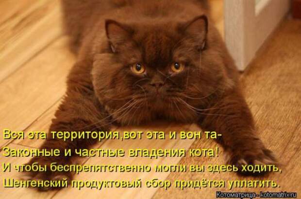 Котоматрицы(картинки с надписями)