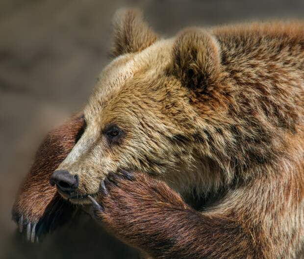 В российском нацпарке запечатлели вышедших из спячки медведицу с медвежатами